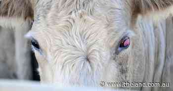 Pinkeye cases in cattle on rise as vaccine shortage has effect