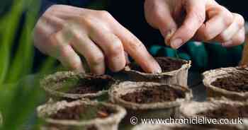 Monty Don's full list of vegetables that must be planted in February - and it's a long one