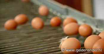 Vogelgriep op pluimveebedrijf in Friese plaats Idsegahuizum