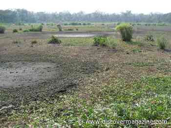 By Taming South American Floodwaters, Neolithic Farmers Engineered Stable Community