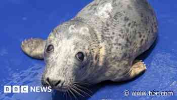 Seal pup needs vital flipper surgery, say experts