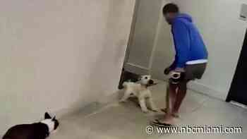 Disturbing video shows man slamming dog on the ground in West Miami