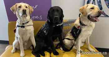 Zebra Centre welcomes dogs Moose and Zeppelin: ‘These guys were born to do this’
