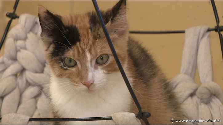 Almere - Taakstraf voor 70-jarige vrouw die kittens hield 'onder verschrikkelijke omstandigheden'