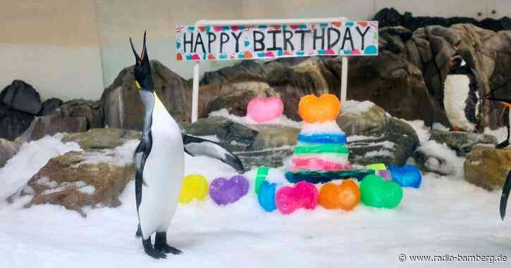 Ein Pinguin als Weltstar: Pesto feiert ersten Geburtstag