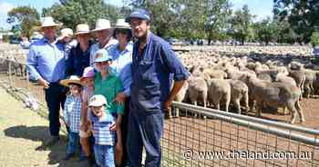 Local vendor's quality stock shine at Dunedoo annual sheep breeder sale