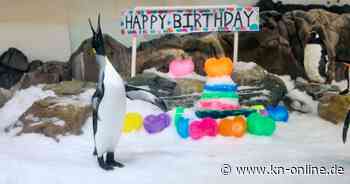 Ein Pinguin als Weltstar: Pesto feiert ersten Geburtstag