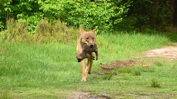 Deze dierenhouders krijgen nu ook subsidie voor wolfwerende maatregelen