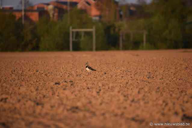 Geen subsidies meer voor landbouwers om kievitnesten te beschermen: “Er werd twee jaar lang geen enkele aanvraag gedaan”