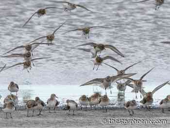 Opinion: Wetlands of Sask., Canada continue to benefit humans, wildlife