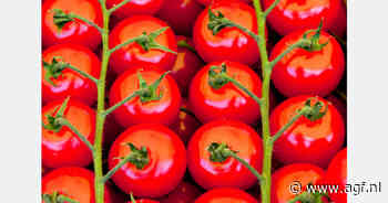 Polen importeert 217,77k ton tomaten met Nederland als grootste leverancier