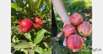 Overaanbod Chileense kersen drukt prijzen en appelen zoeken nieuwe markten