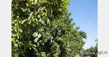 "Veel grote maten en weinige kleine avocado's zorgen voor enige prijsdruk aan beide kanten"