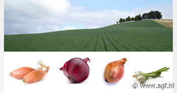 Kantoor in Europa zorgt voor groeiend marktaandeel bij Australische uienveredelaar