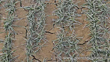 Droogte krijgt meer grip op de tarwemarkt