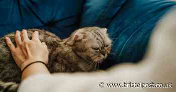 Vet warns four common things found in your home can be 'very toxic' to cats