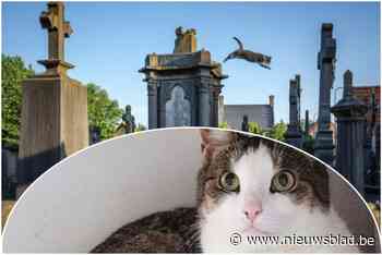 Fientje ‘de vliegende kat’ is vermist