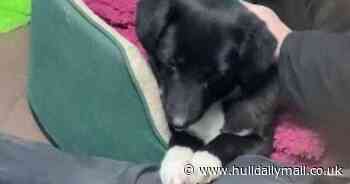 Heartbroken dog refuses to let go of volunteer's leg after being returned to kennels