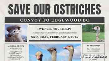 Convoy and court case planned as B.C. ostrich farm fights order to kill birds due to avian flu infection