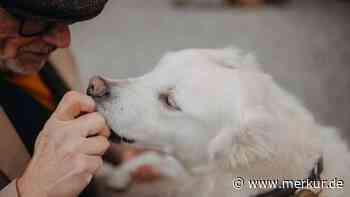 Heldin auf vier Pfoten: Sally rettet Demenzkrankem das Leben
