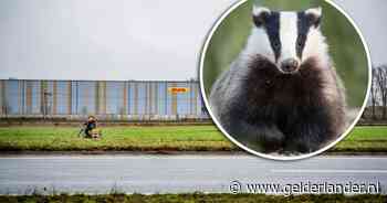 ‘Shit, de das’: Waarom kunnen twee tot zes dassen een azc dwarsbomen en is daar een oplossing voor?