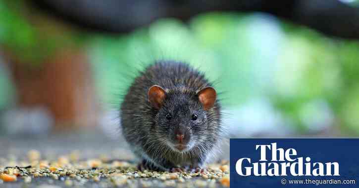 ‘Perfect rat storm’: urban rodent numbers soar as the climate heats, study finds