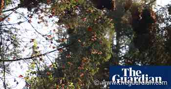 Week in wildlife in pictures: a new shrew, itchy deer and tortoises on rafts