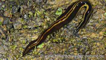 Experten warnen: Gefährliche Wurmart breitet sich aus