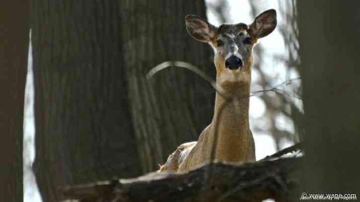 Some Indiana counties see lower deer harvest numbers in wake of disease