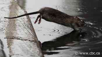 More bad news for rat-infested cities: Climate change is making it worse