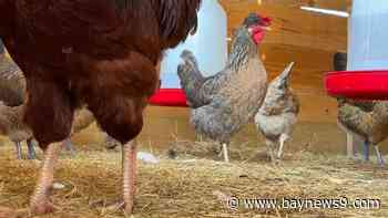 Potential rise in egg prices have local farmers seeing more customers