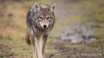 Residents say they're living in fear after coyote attacks in Liberty Village, Fort York