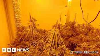 More than 100 cannabis plants seized in raid