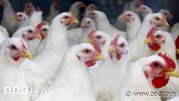 Farmers in bird flu 'panic' call for UK vaccine plan