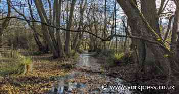 'York's cathedral of nature conservation' - ideal spot for short winter wander