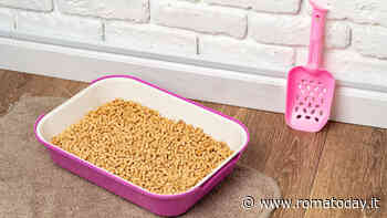 Lettiere autopulenti per gatti: cosa sono, come funzionano e i vantaggi