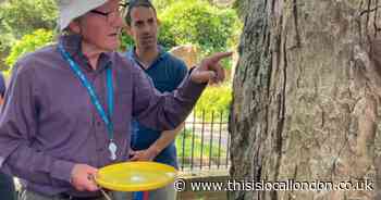 Free guided walks on Hampstead Heath include hands-on spider talk