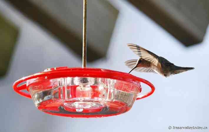 ‘Metabolic knife edge’: Study offers insight into hummingbirds’ hibernation-like rest