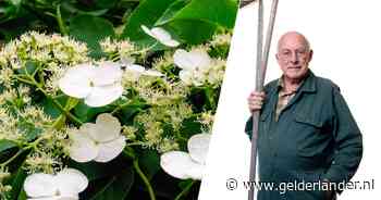 Laat een klimplant eens niet in de hoogte groeien