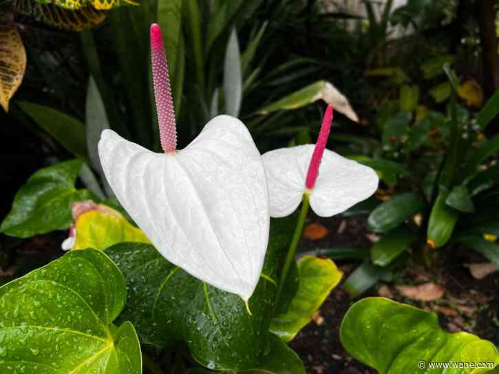 Step aside, roses: Botanical Conservatory celebrates orchids this February