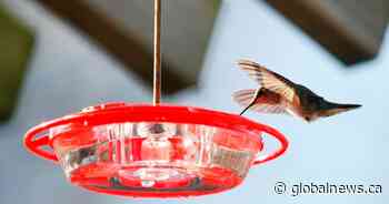 New study offers insight into hummingbirds’ hibernation-like rest
