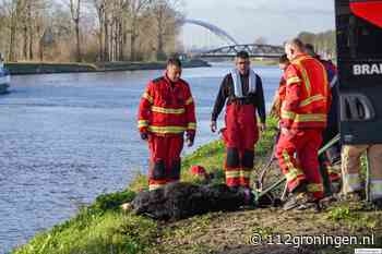 Koe komt in het Van Starkenborghkanaal, brandweer schiet te hulp
