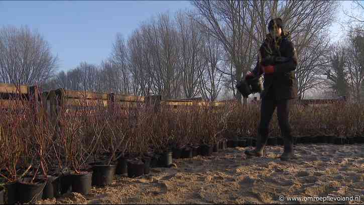 Lelystad - Boompjes krijgen een tweede leven tijdens landelijke uitdeeldag