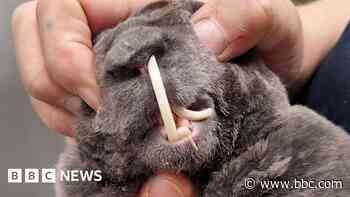 'Tusk teeth' left rabbit on brink of starvation