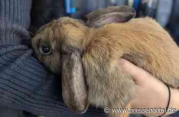 POL-PDLD: Bad Bergzabern - Kaninchen gefunden