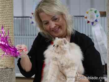 Photo Gallery: Midwest Persian Tabby Fanciers cat show in Bowling Green