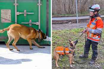 Dat je een hond op zowat alles kan trainen, bewijst dit nieuwe project: “We overwegen dit verder te zetten”