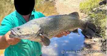 Inquiry into PFAS water contamination hears impacts on agriculture in NSW