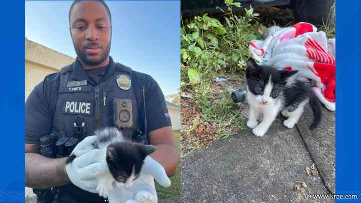 Florida man steals woman's purse with 1-month-old kitten inside, police say