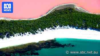 Iconic pink lake loses its 'bubble-gum' hue, but can it bounce back?